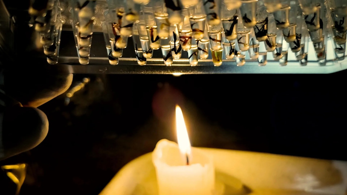 Study Reveals Many Amazon Insects Vulnerable to Rising Heat Stress