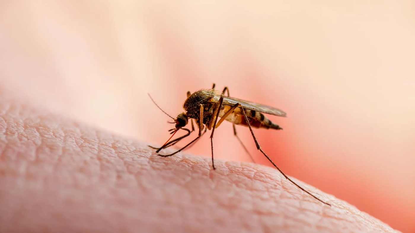 Scientists Identify Essential Protein Crucial to Malaria Parasite’s Survival