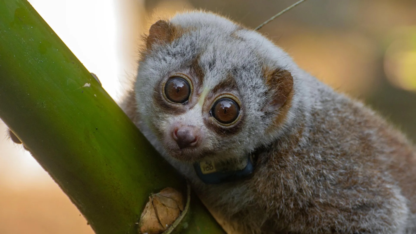 Study Reveals High Mortality Rate in Released Rescued Slow Lorises