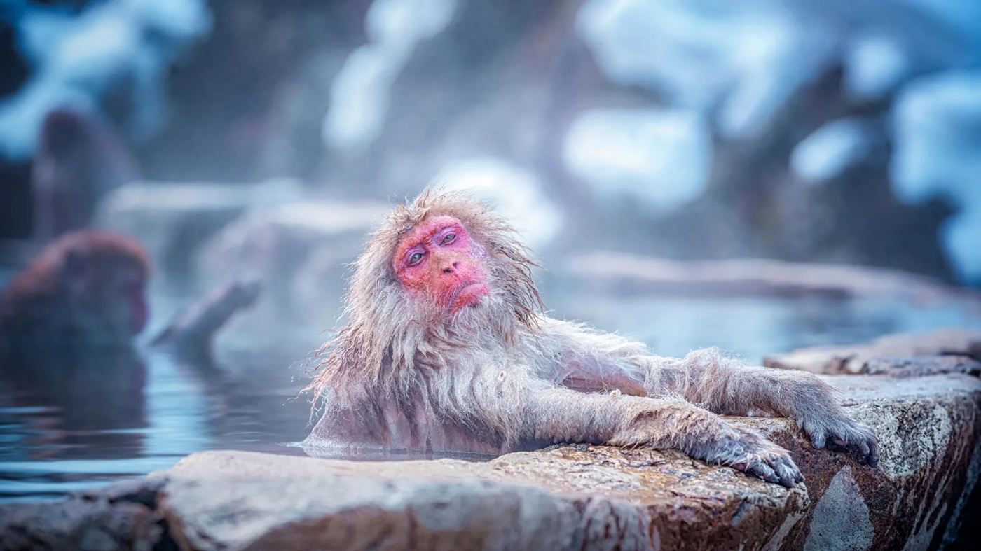Japanese Snow Monkeys’ Hot Spring Baths Influence Their Parasites and Gut Microbiome