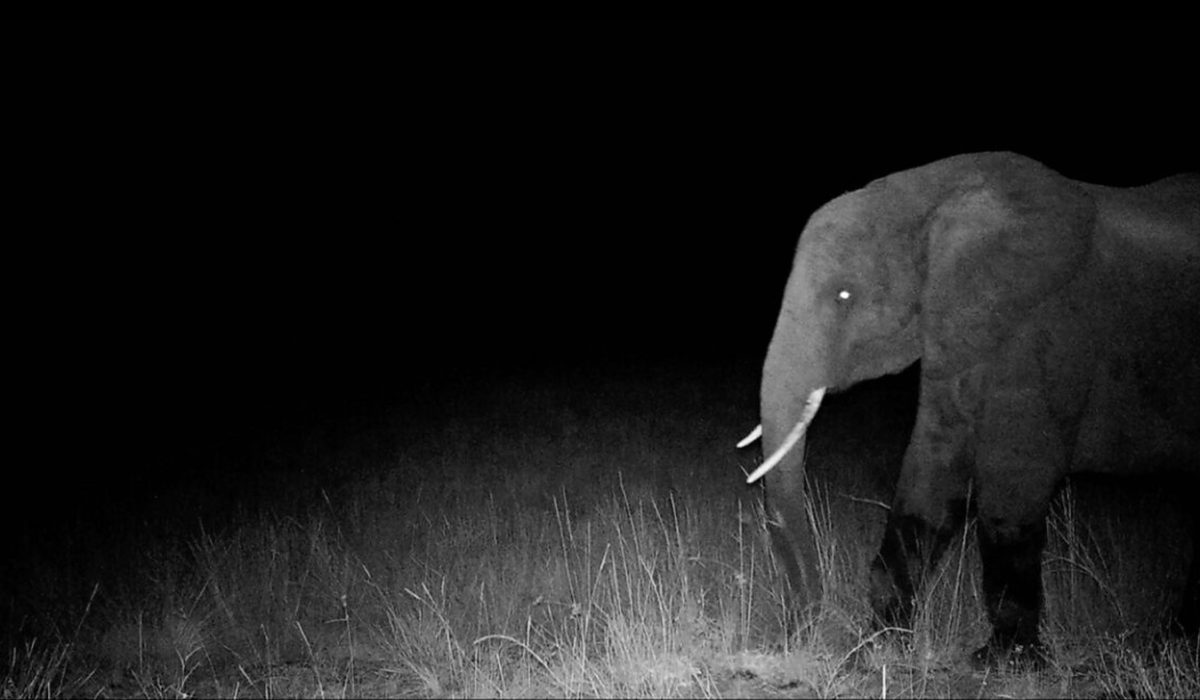 National Geographic Documentary Explores Quest for Mysterious Ghost Elephants