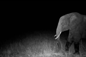 National Geographic Documentary Explores Quest for Mysterious Ghost Elephants