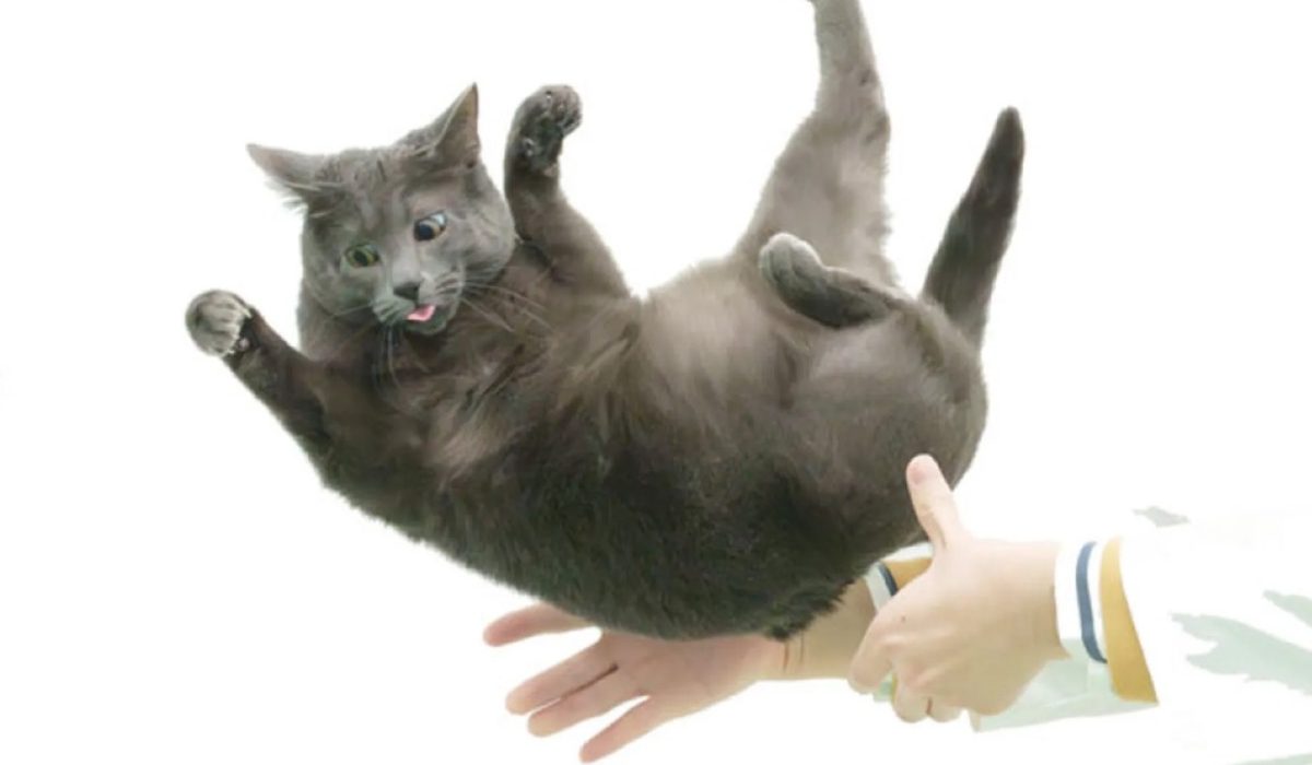 New Study Reveals How Cats Use Spine Flexibility to Solve the ‘Falling Cat’ Problem