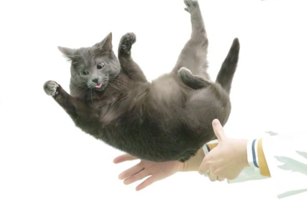 New Study Reveals How Cats Use Spine Flexibility to Solve the ‘Falling Cat’ Problem