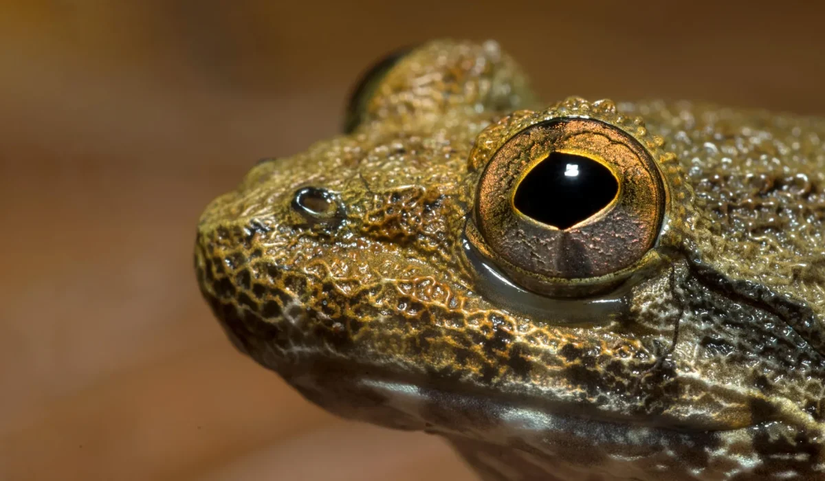 Scientists Uncover Hidden Diversity Among Borneo’s Fanged Frogs Highlighting Conservation Challenges