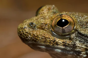 Scientists Uncover Hidden Diversity Among Borneo’s Fanged Frogs Highlighting Conservation Challenges